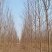刺槐（白花槐），8公分至15公分，精品量大
