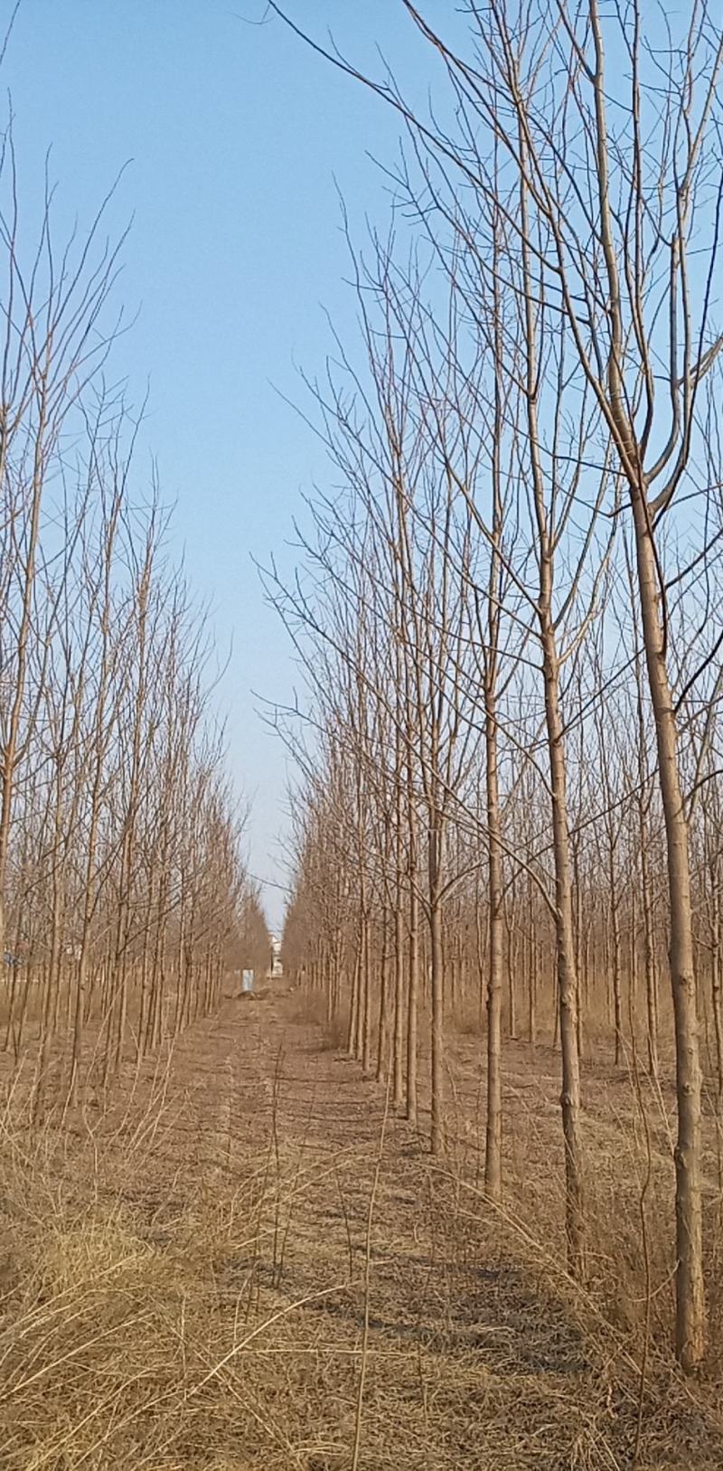 刺槐（白花槐），8公分至15公分，精品量大