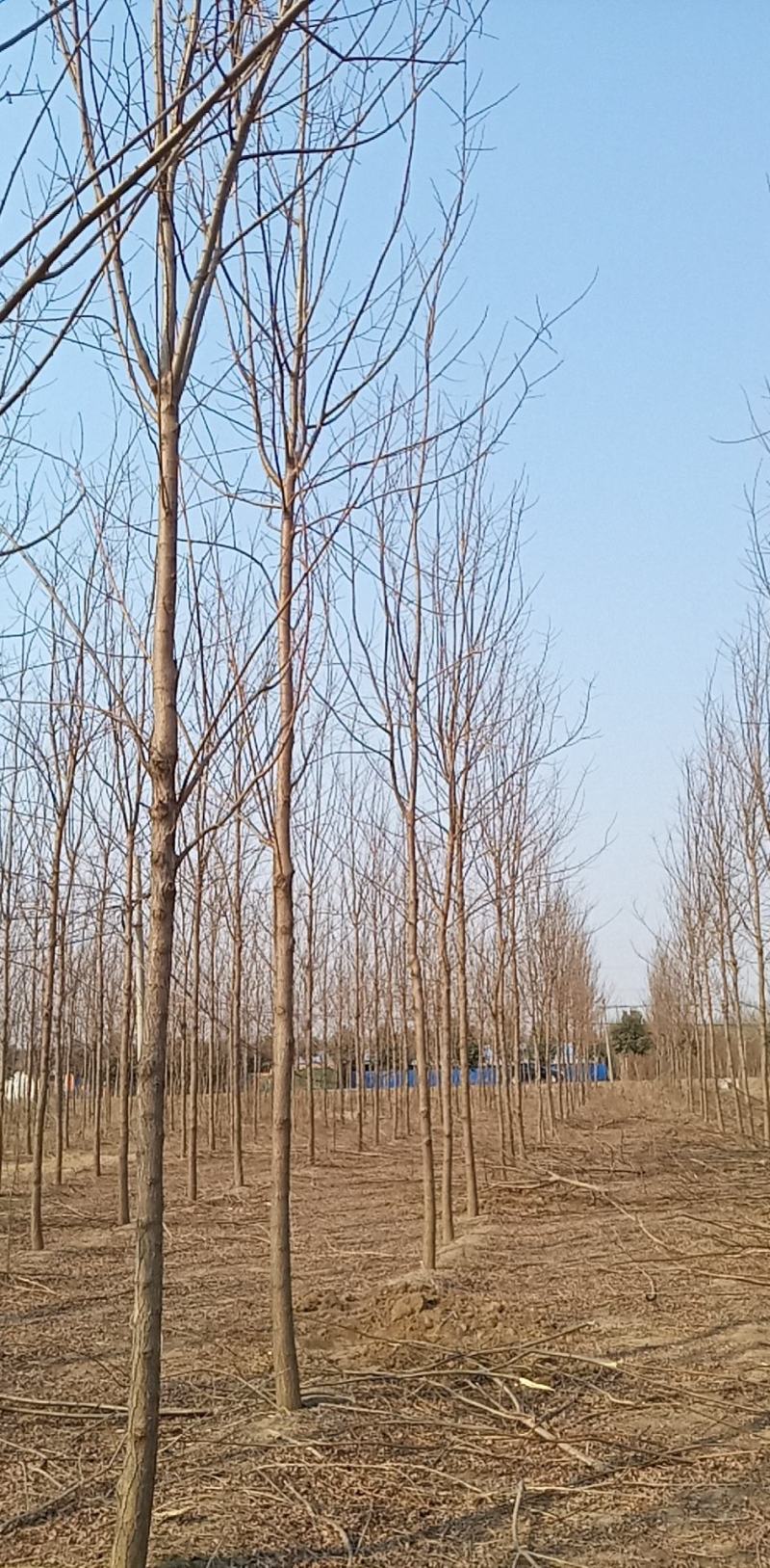 刺槐（白花槐），8公分至15公分，精品量大