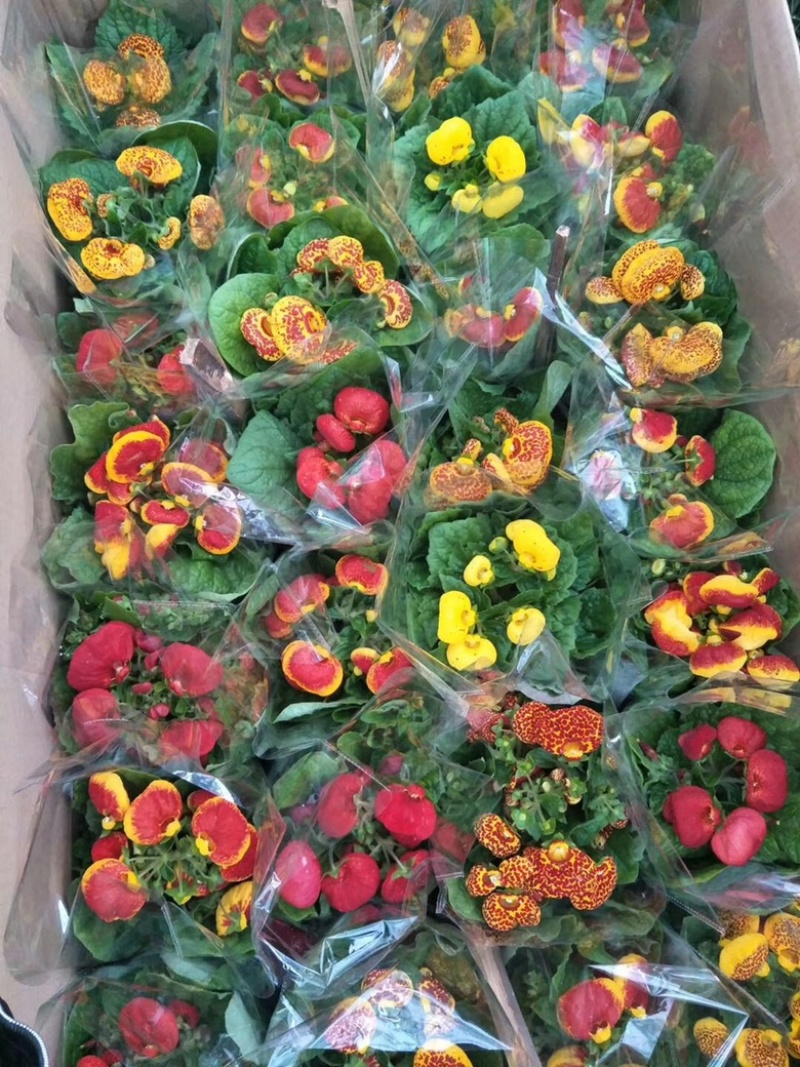 荷包花，大量上市，花期到五一，需要看吧联系