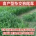 杂交狼尾草种子耐热耐旱无病害牛羊鱼兔鸡鸭鹅高产牧草种子