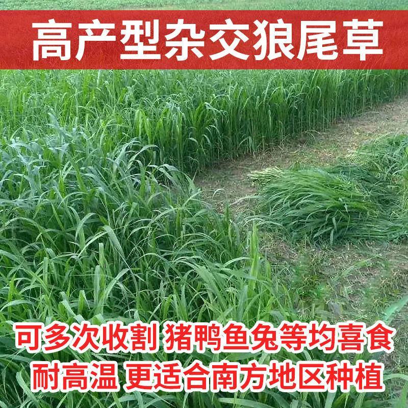 杂交狼尾草种子耐热耐旱无病害牛羊鱼兔鸡鸭鹅高产牧草种子