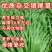 杂交狼尾草种子耐热耐旱无病害牛羊鱼兔鸡鸭鹅高产牧草种子