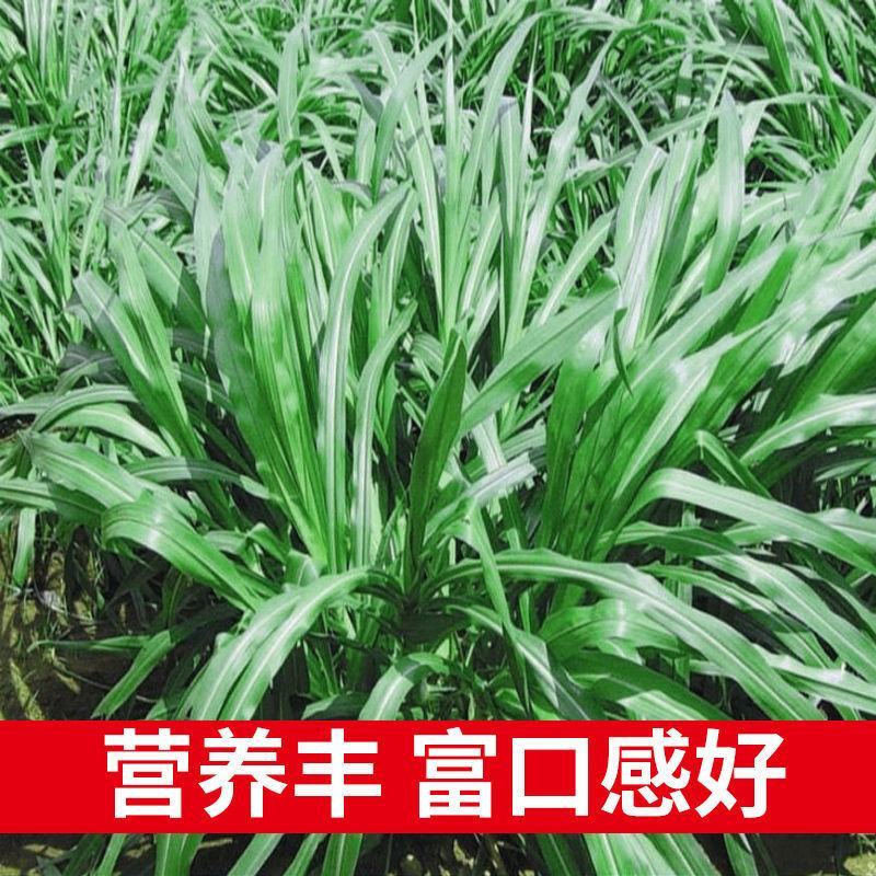 杂交狼尾草种子耐热耐旱无病害牛羊鱼兔鸡鸭鹅高产牧草种子