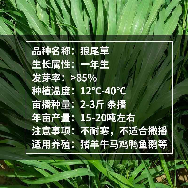 杂交狼尾草种子耐热耐旱无病害牛羊鱼兔鸡鸭鹅高产牧草种子