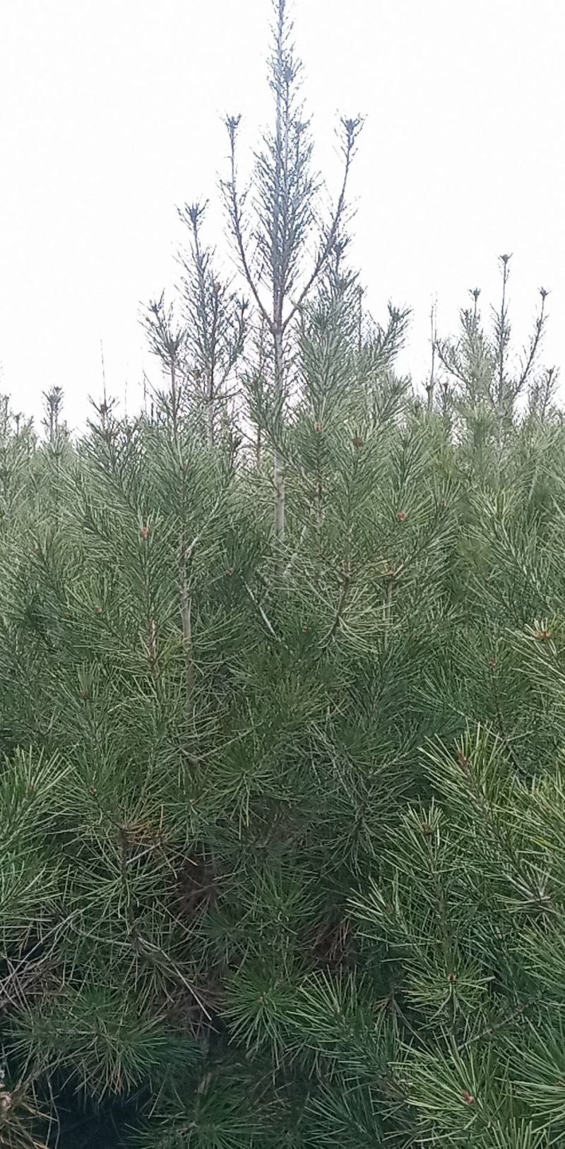 白皮松，精品，杯苗，土球苗都有，0.5米至3.5米高