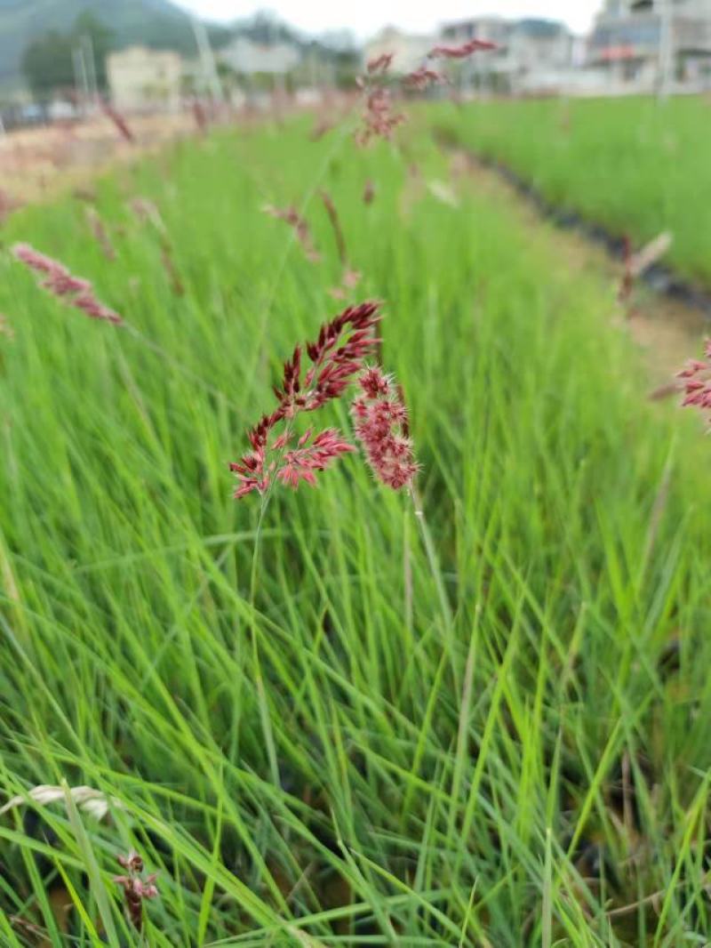 糖蜜草