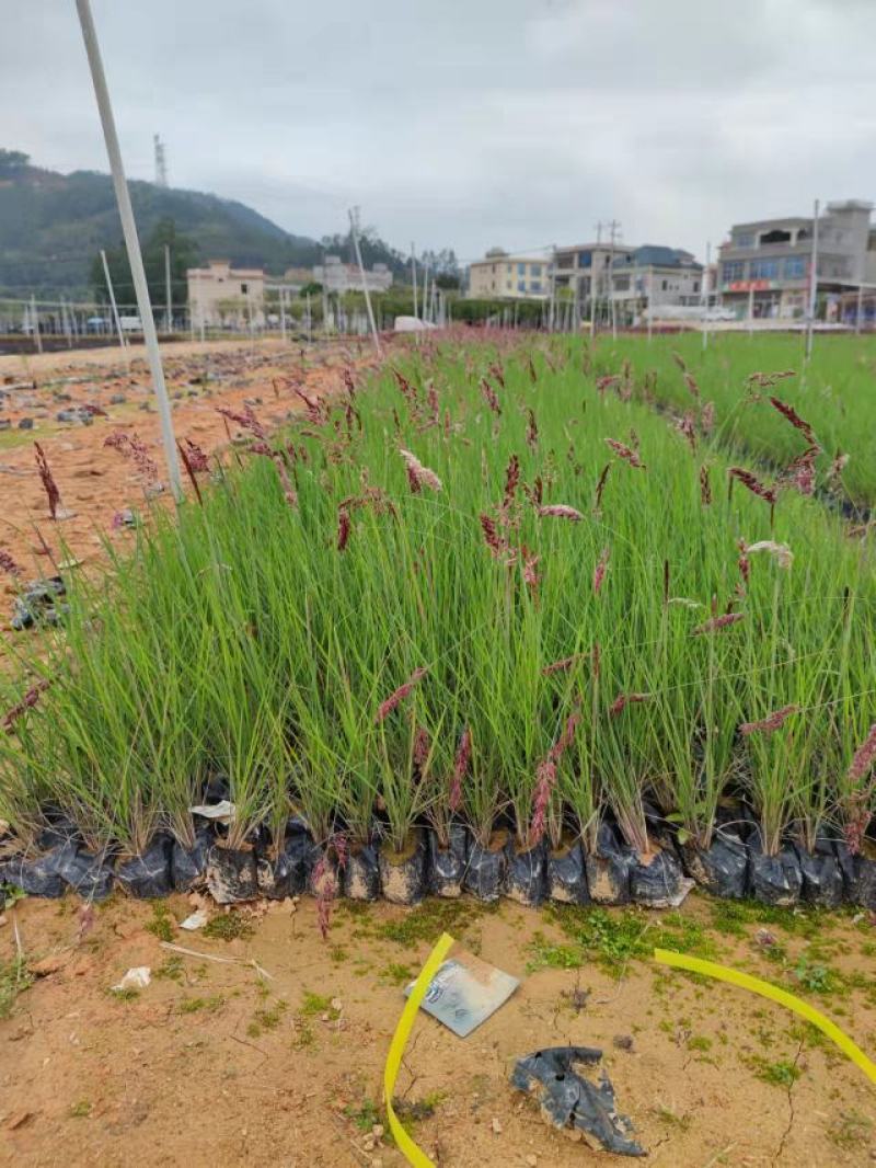 糖蜜草