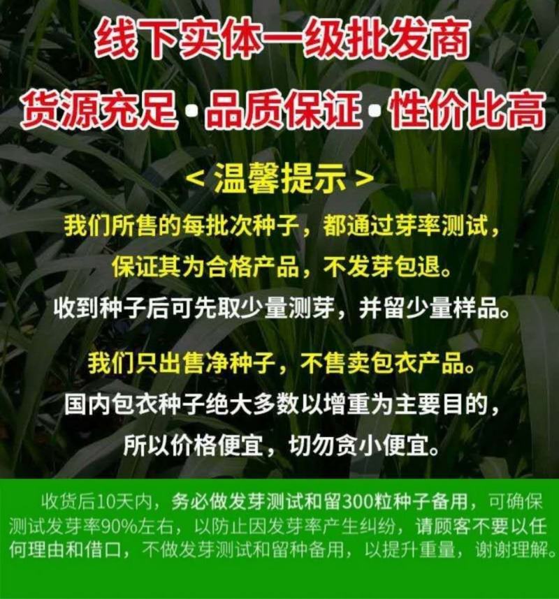 杂交狼尾草种子耐热耐旱无病害牛羊鱼兔鸡鸭鹅高产牧草种子