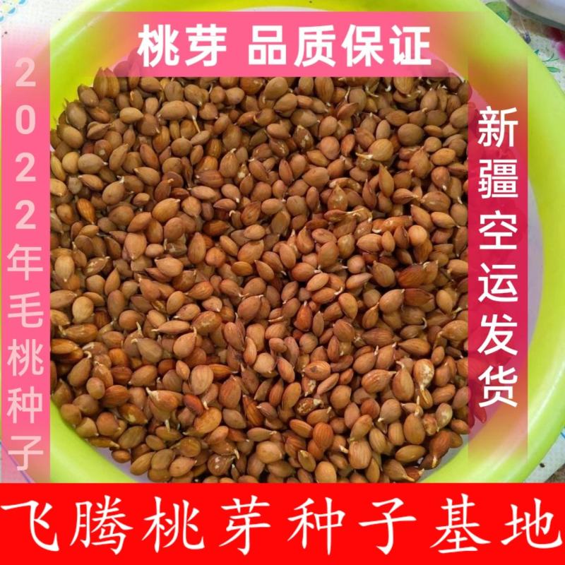 【包邮】毛桃种子毛桃仁桃种子毛桃种子山桃种子