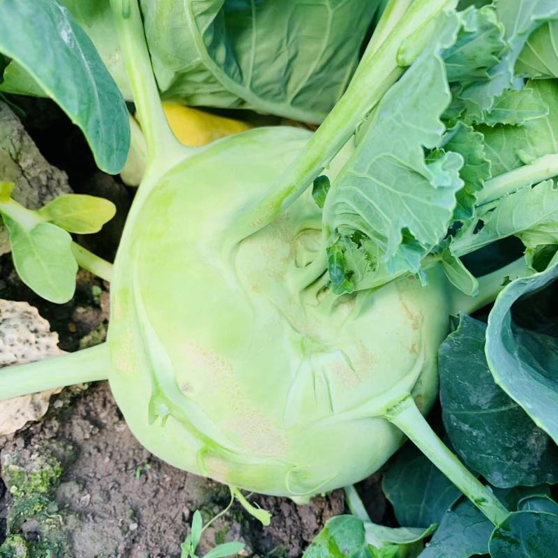 科萌三号早熟水果苤蓝种子亩产万斤扁圆型苤蓝种籽脆甜宜鲜食