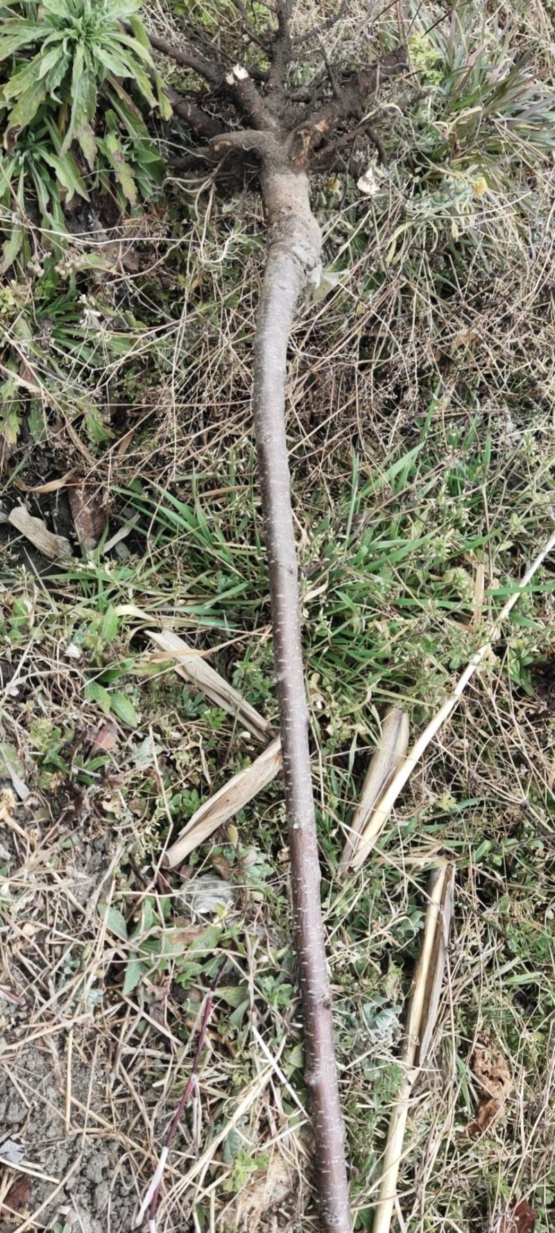 樱桃嫁接苗，黑珍珠，脆樱桃，川西苗木有限公司
