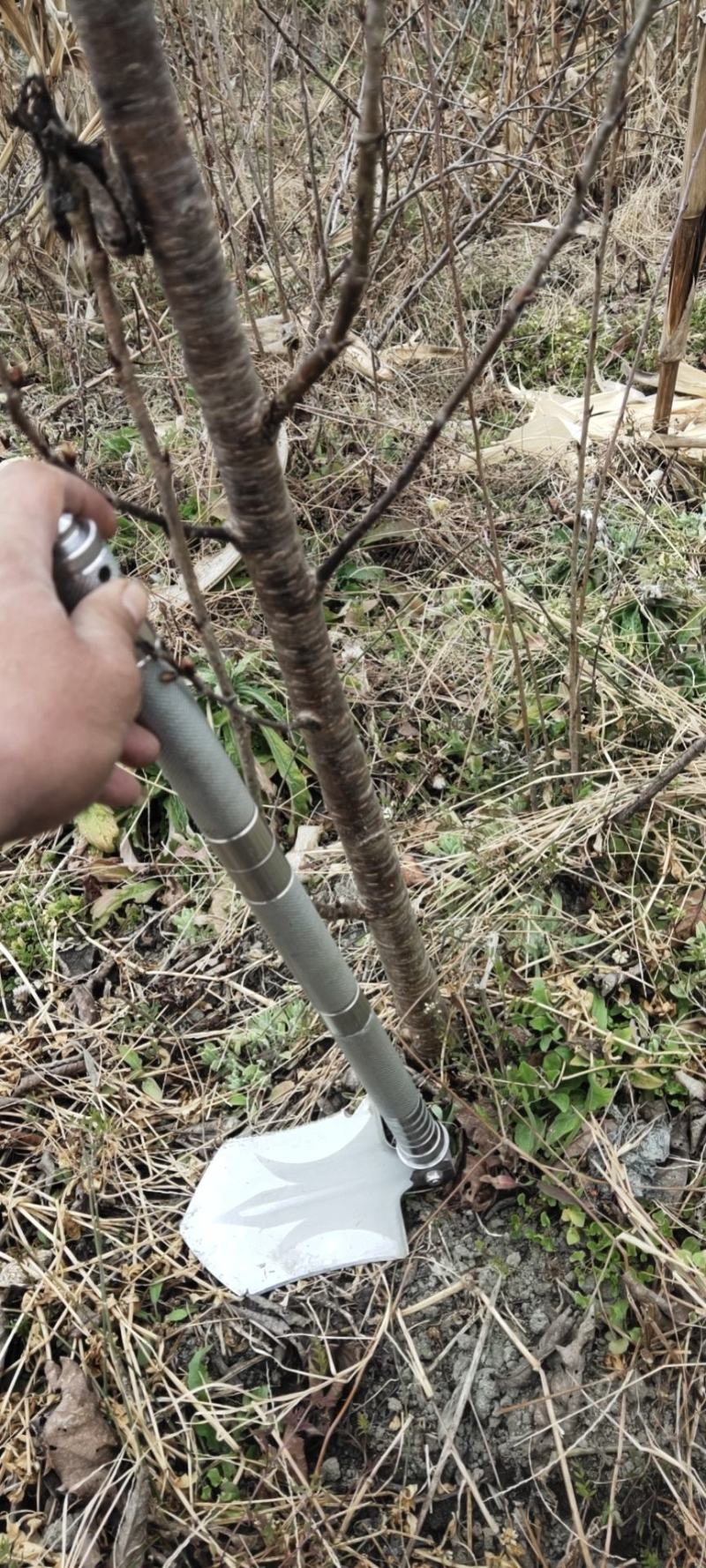 樱花树，单瓣重瓣，粉红，大红，纯白均有，基地直销价格实惠