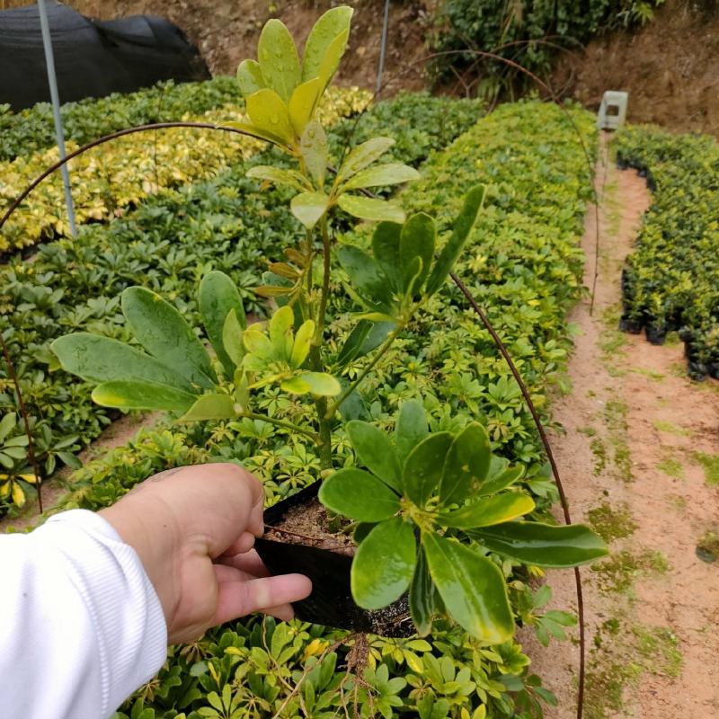 鸭脚木