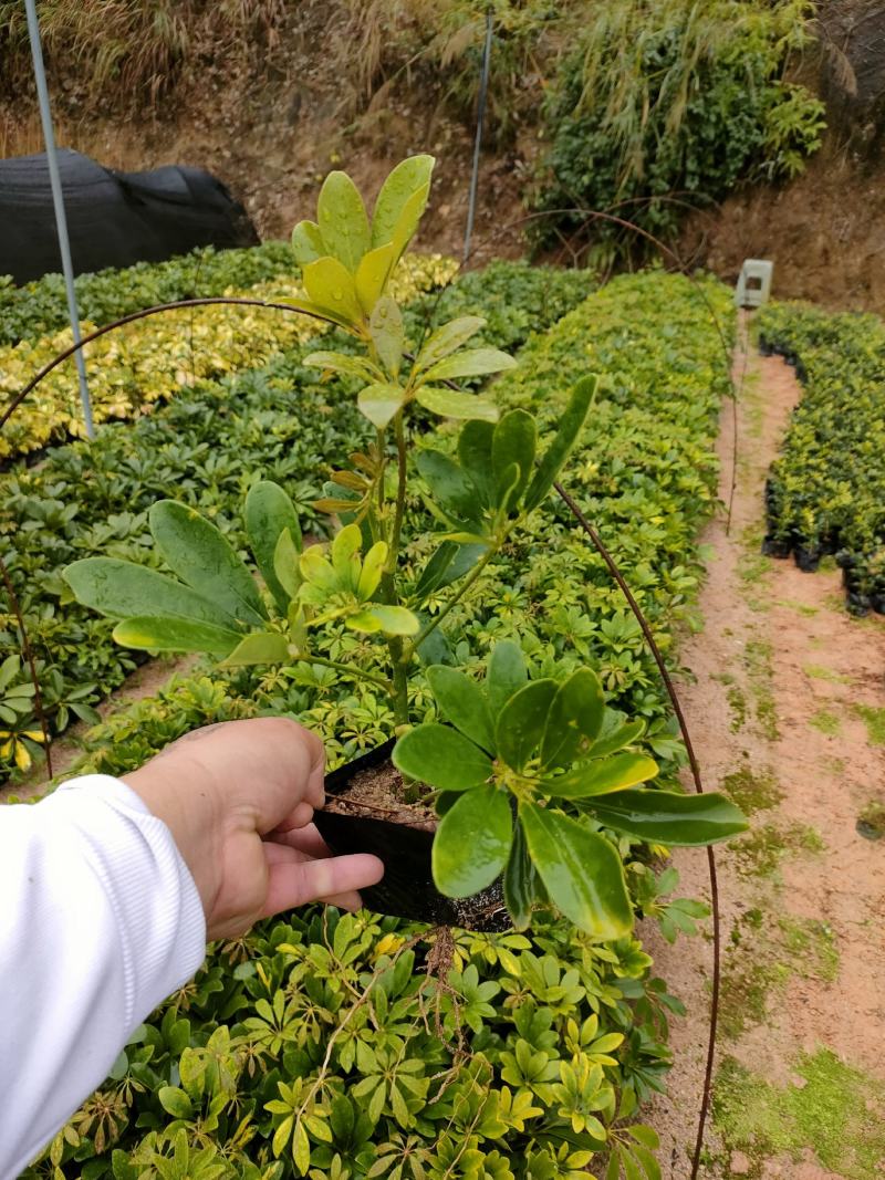 鸭脚木