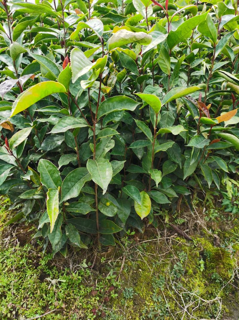 油茶苗红花油茶苗大果红花油茶苗红花油茶树苗