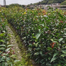 油茶苗红花油茶苗大果红花油茶苗红花油茶树苗