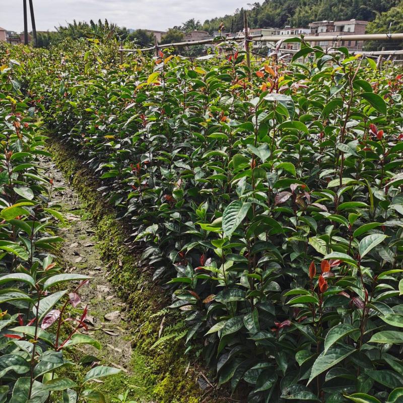 油茶苗红花油茶苗大果红花油茶苗红花油茶树苗