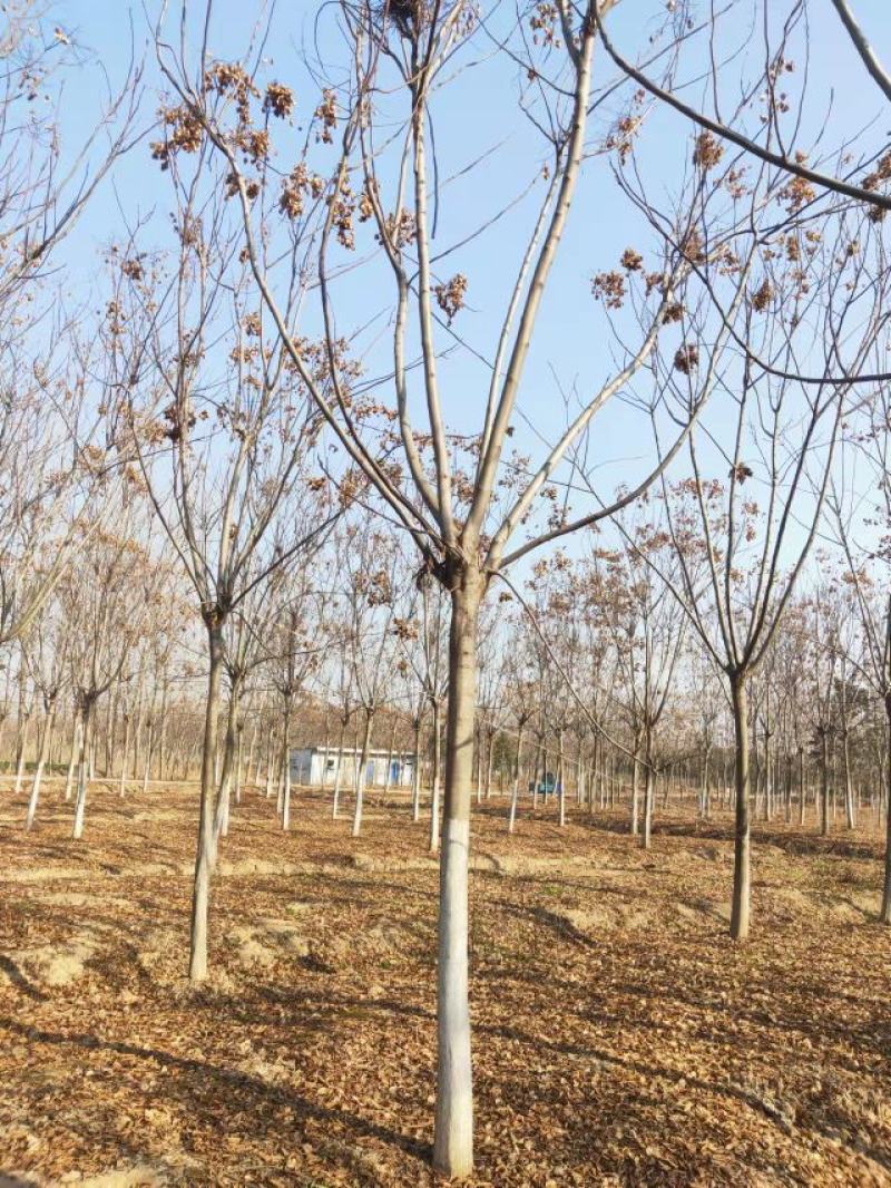 精品黄山栾10-17公分大量现货无中间商差价