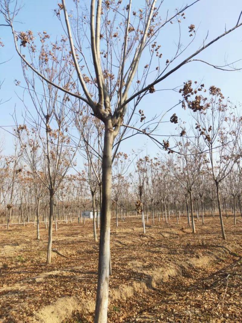 精品黄山栾10-17公分大量现货无中间商差价