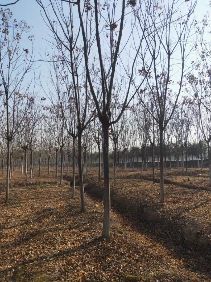 精品黄山栾10-17公分大量现货无中间商差价