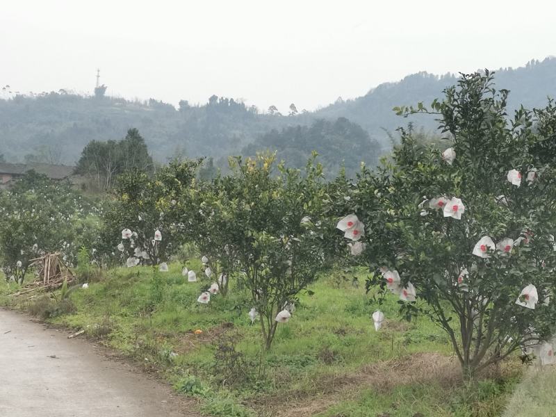 大树