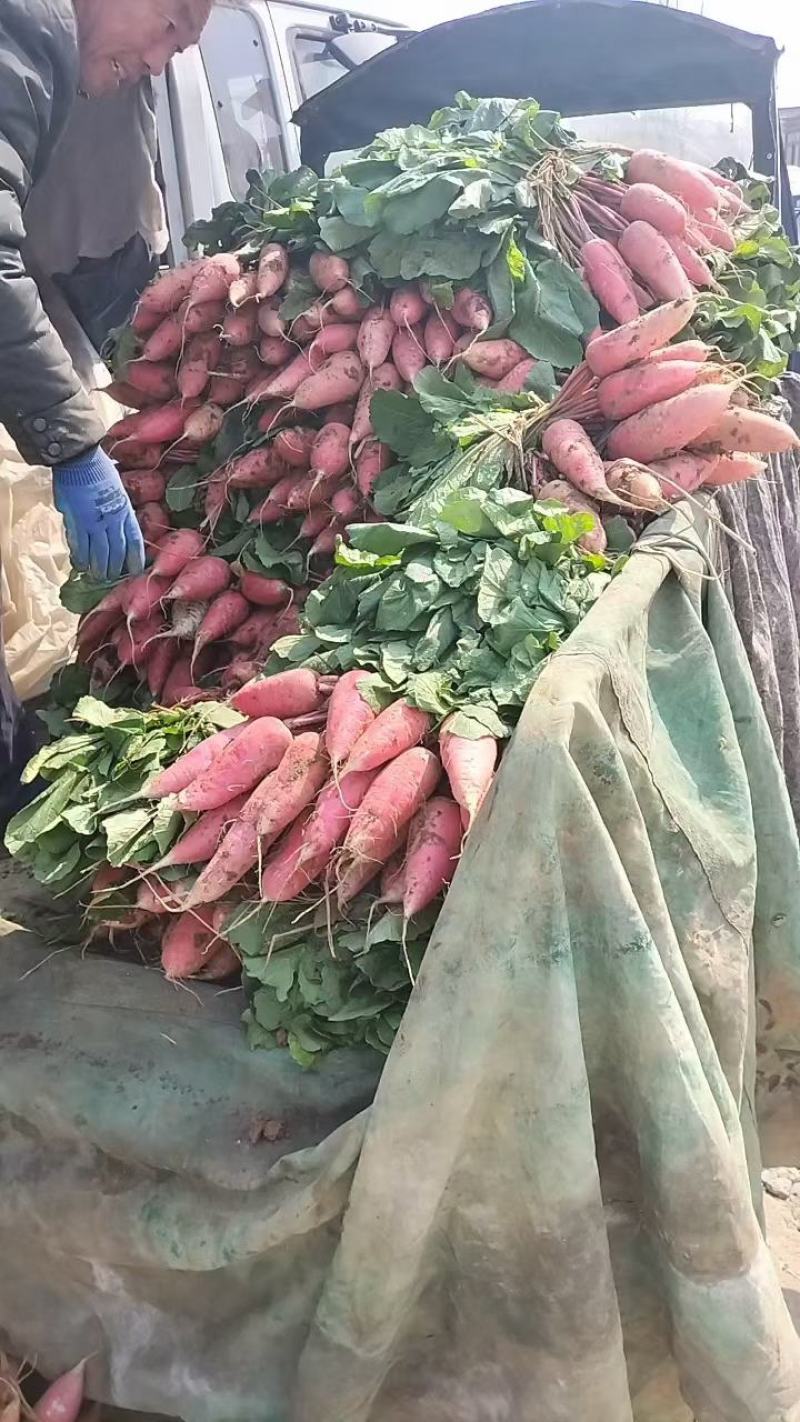 优质暖棚水萝卜红皮萝卜批发基地口感好价格优保证新鲜