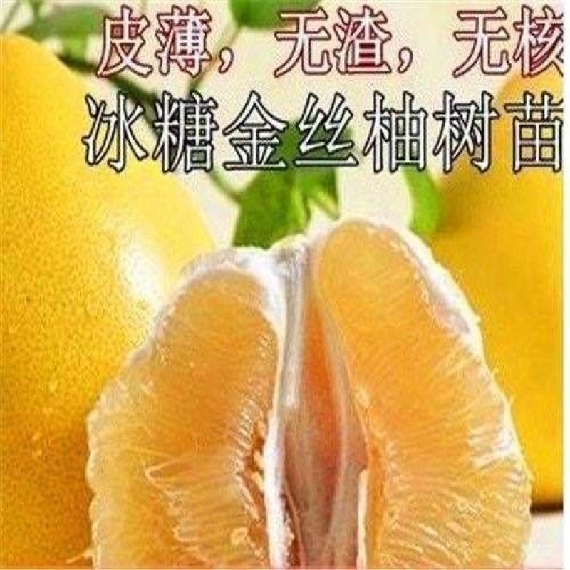 冰糖柚金丝柚子苗蜜柚树苗嫁接柚子树苗甜蜜柚果树当年可结果