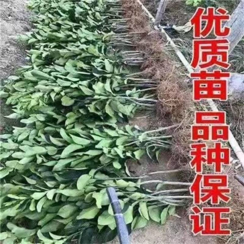 冰糖柚金丝柚子苗蜜柚树苗嫁接柚子树苗甜蜜柚果树当年可结果