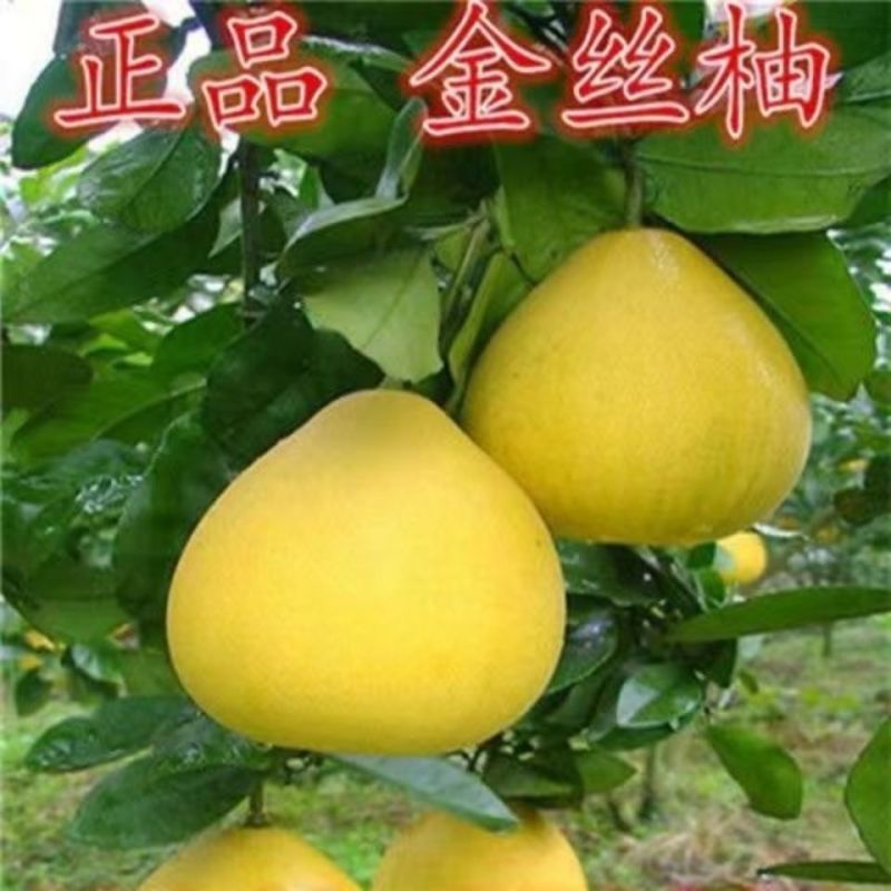 冰糖柚金丝柚子苗蜜柚树苗嫁接柚子树苗甜蜜柚果树当年可结果
