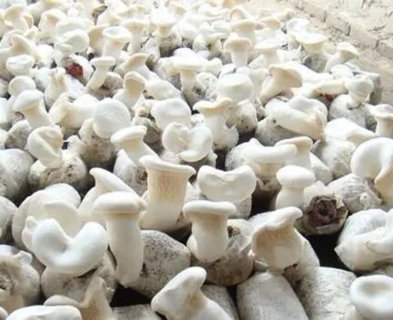 白灵菇菌包划口即出全自动工厂化生产产地直发