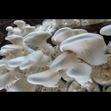 白灵菇菌包划口即出全自动工厂化生产产地直发