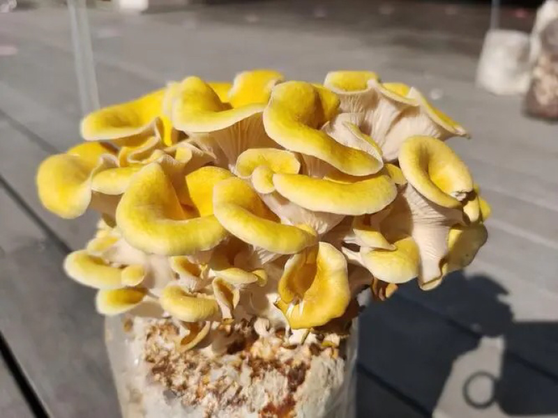 榆黄蘑菌包熟料栽培，优质抗虫，划口即出保质保量