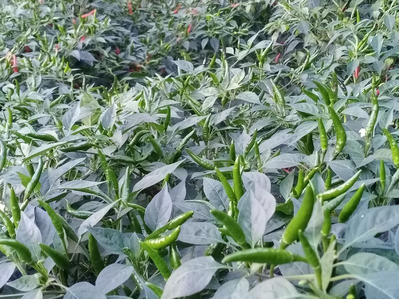 贵州原生态野生蕨菜