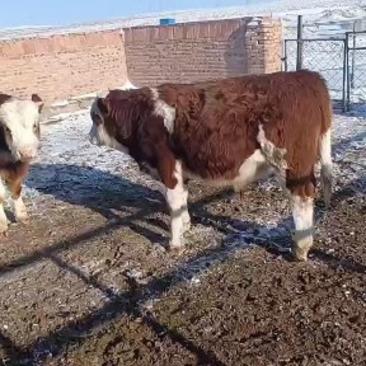 西门塔尔精品青年牛，成年牛，品种齐全，质量保证，欢迎光临