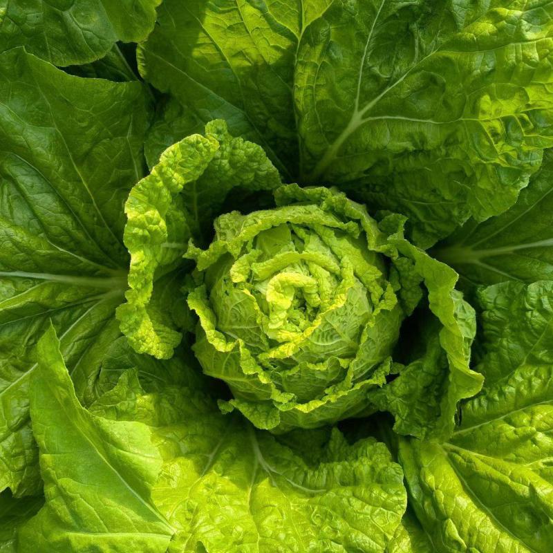 山东精品牛心甘蓝包菜黄心大头菜产地个头均匀保证质量