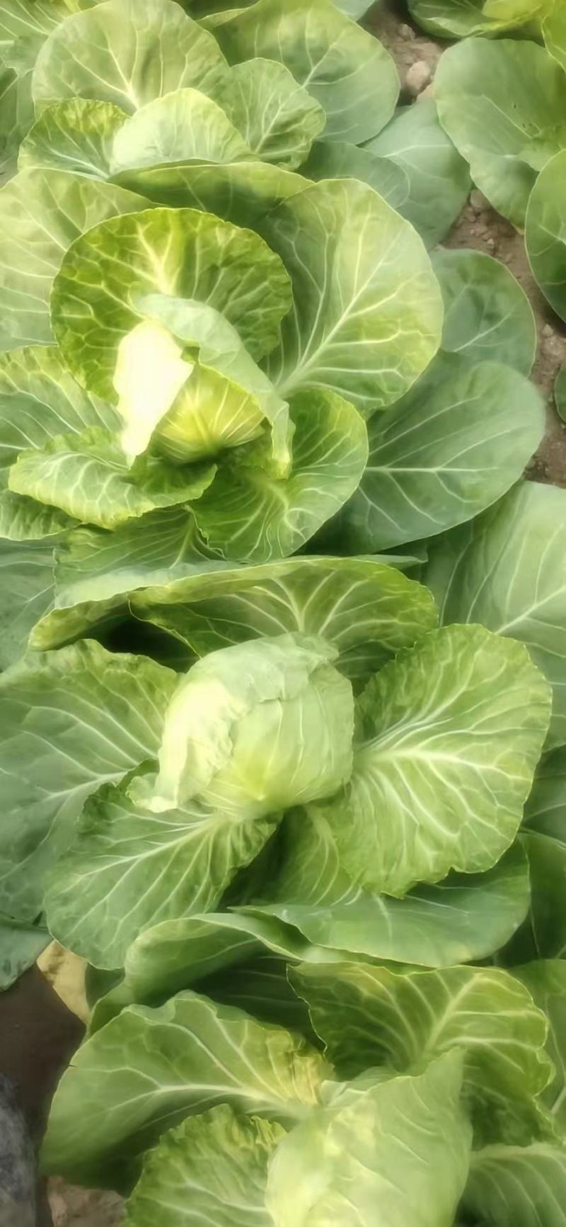 山东精品牛心甘蓝包菜黄心大头菜产地个头均匀保证质量