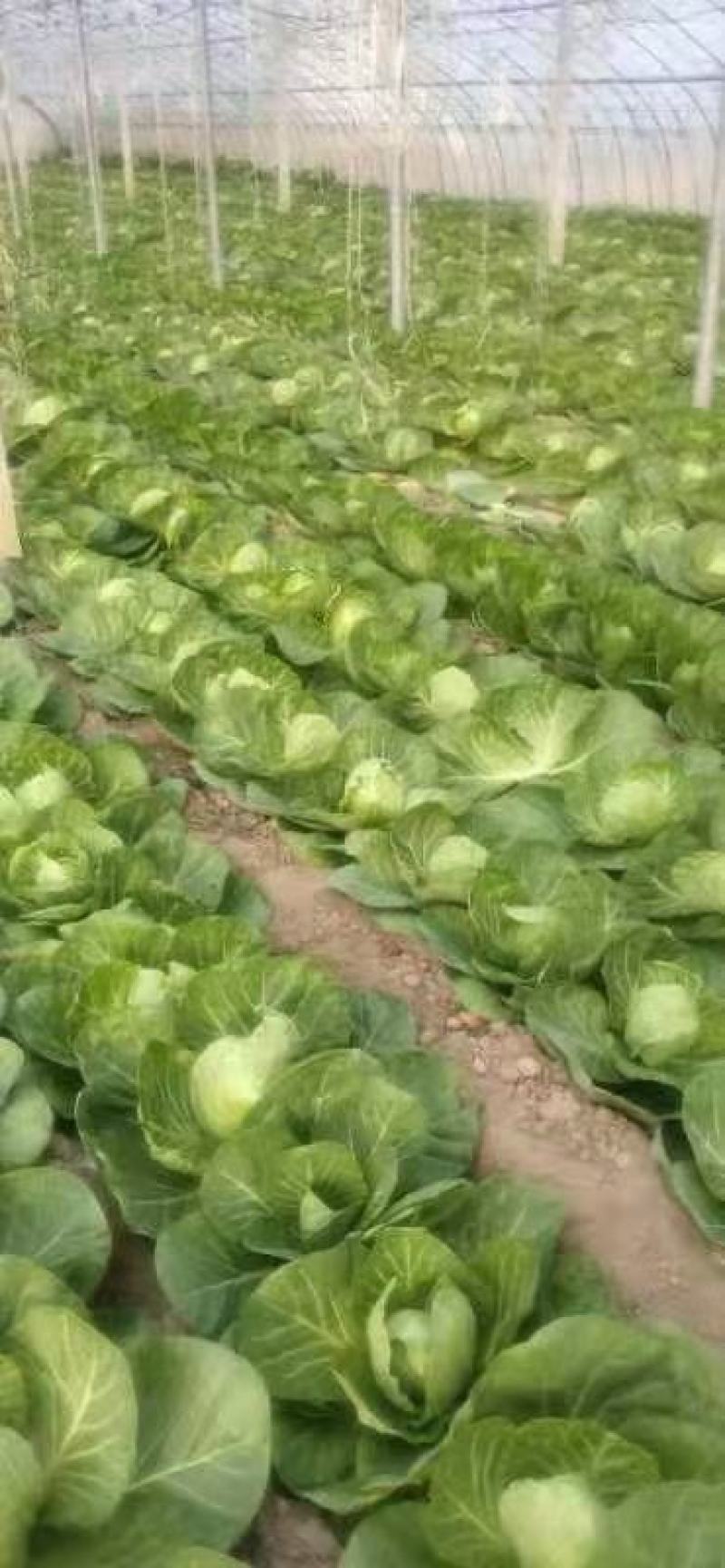 山东精品牛心甘蓝包菜黄心大头菜产地个头均匀保证质量