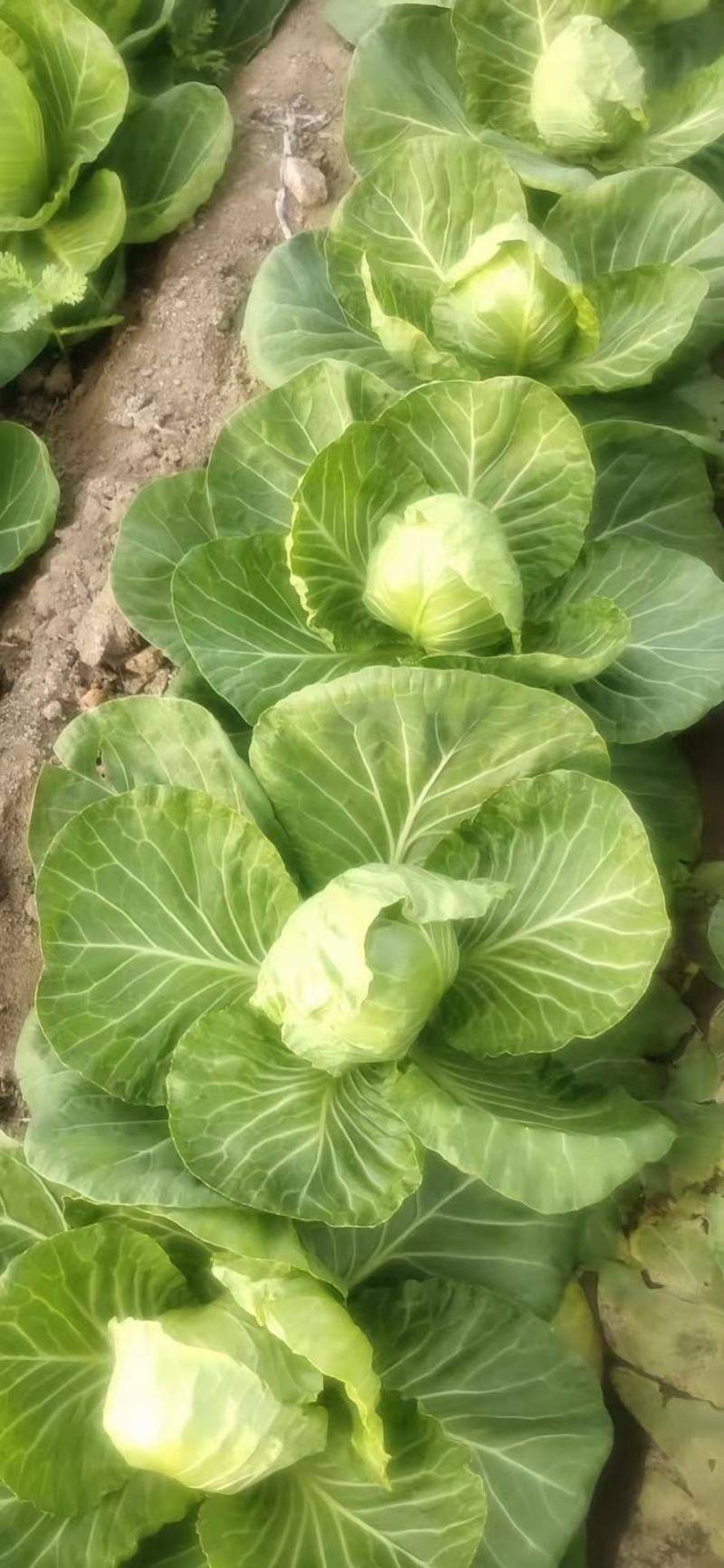 山东精品牛心甘蓝包菜黄心大头菜产地个头均匀保证质量