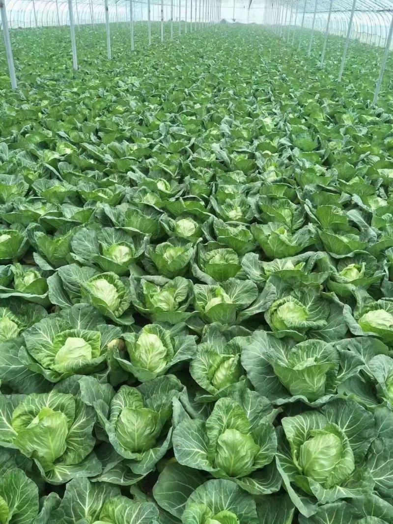 山东精品牛心甘蓝包菜黄心大头菜产地个头均匀保证质量