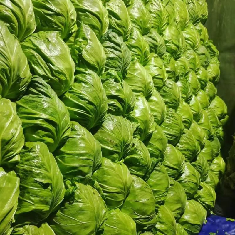 山东精品牛心甘蓝包菜黄心大头菜产地个头均匀保证质量