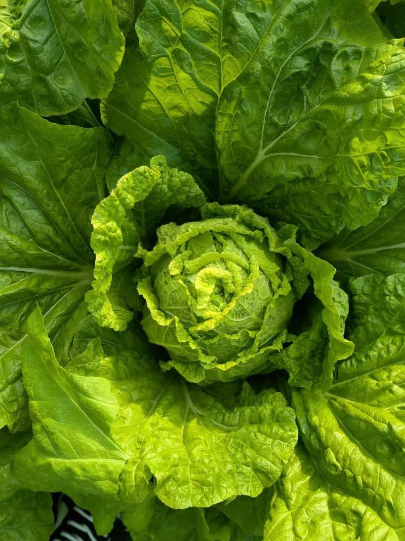 山东精品牛心甘蓝包菜黄心大头菜产地个头均匀保证质量