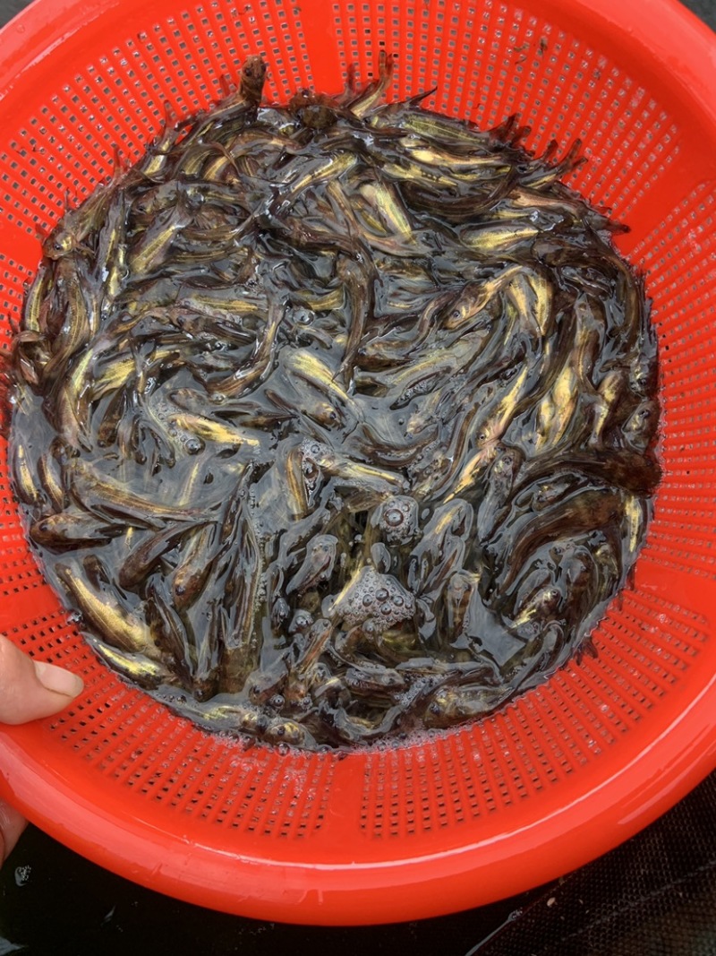 大量出售黄骨鱼苗！！！