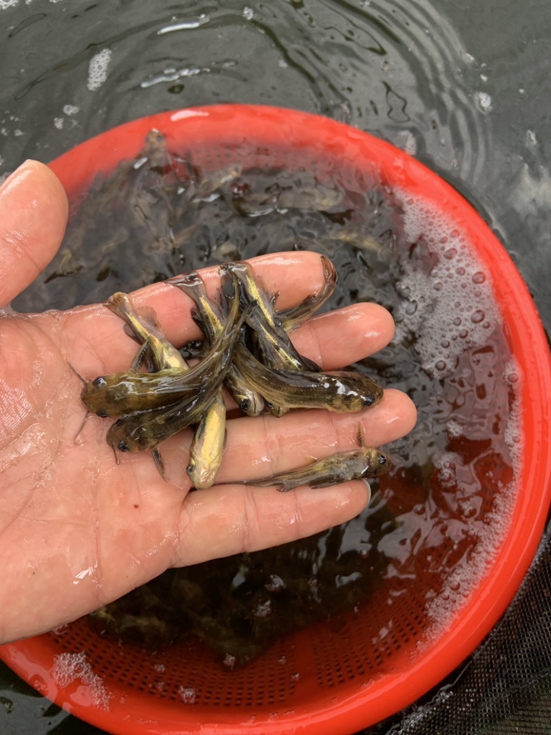 大量出售黄骨鱼苗！！！