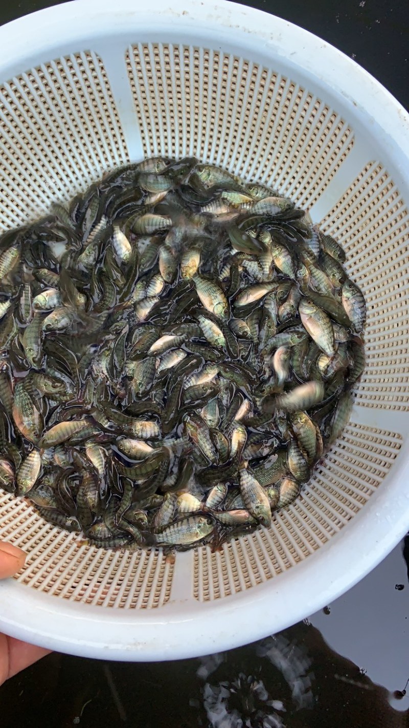 大量出售新吉富罗非鱼苗！