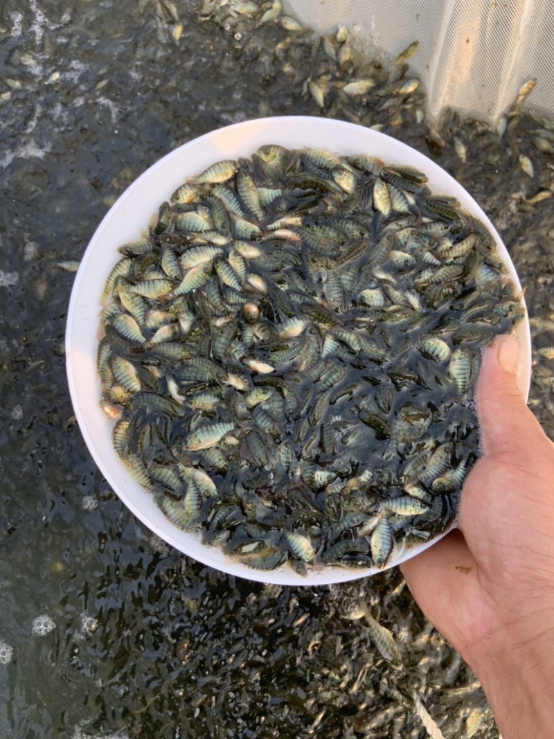 大量出售新吉富罗非鱼苗！