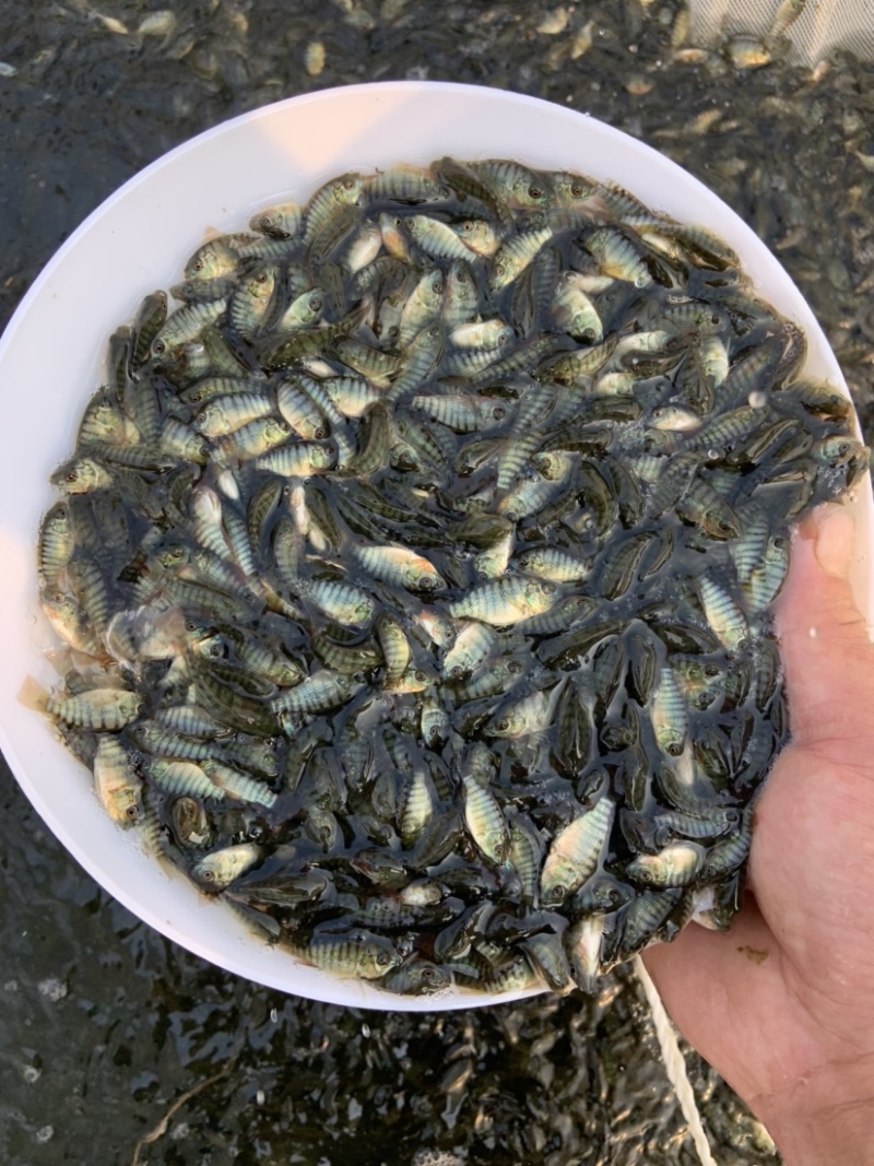 大量出售新吉富罗非鱼苗！