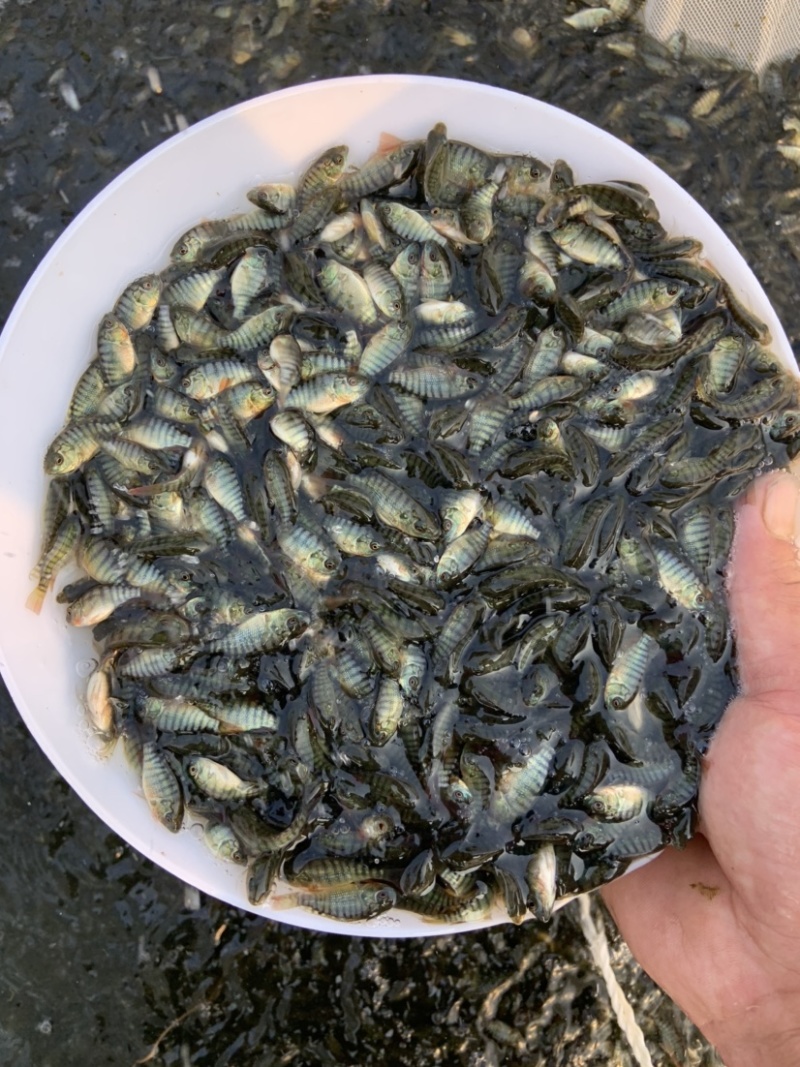 大量出售新吉富罗非鱼苗！