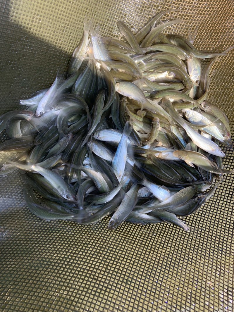 大量出售鲮鱼鱼苗！！！