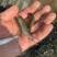 大量出售鲮鱼鱼苗！！！